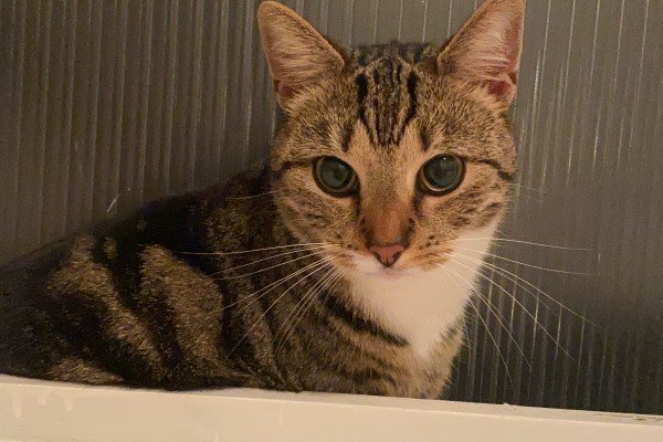 Milou