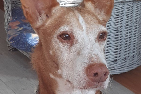Pino