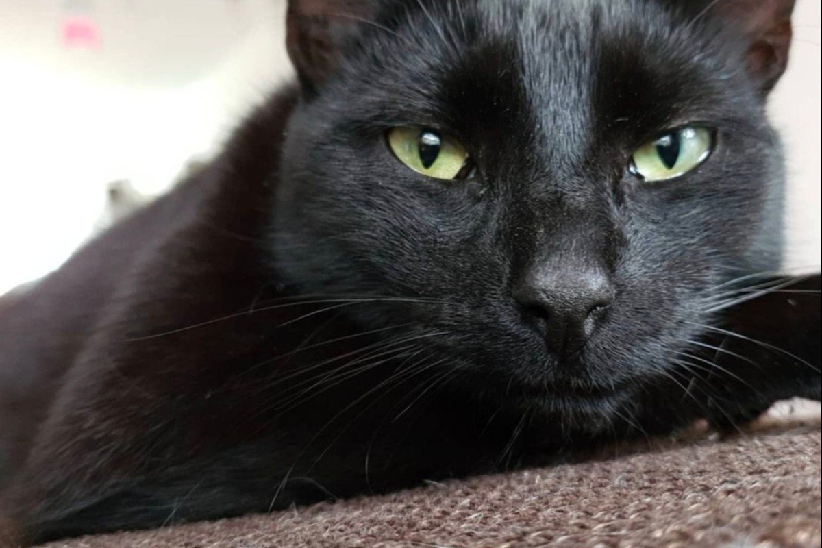 bagheera