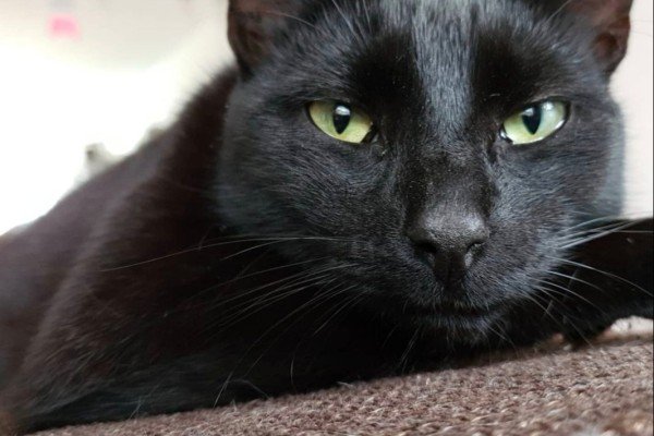 bagheera