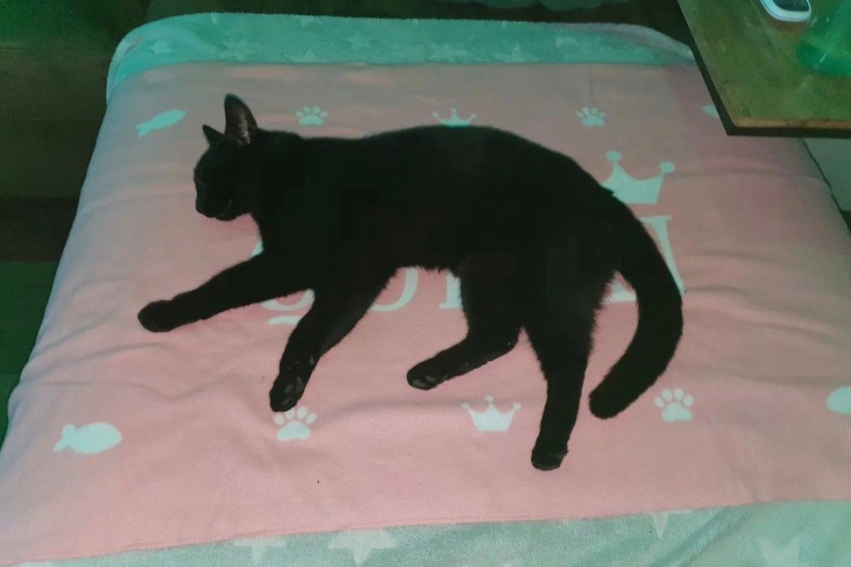 bagheera