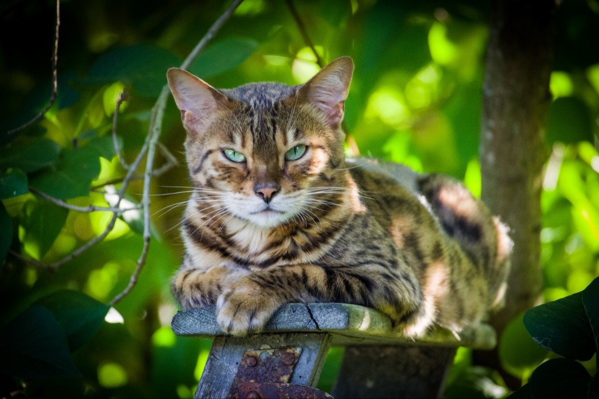 Kira