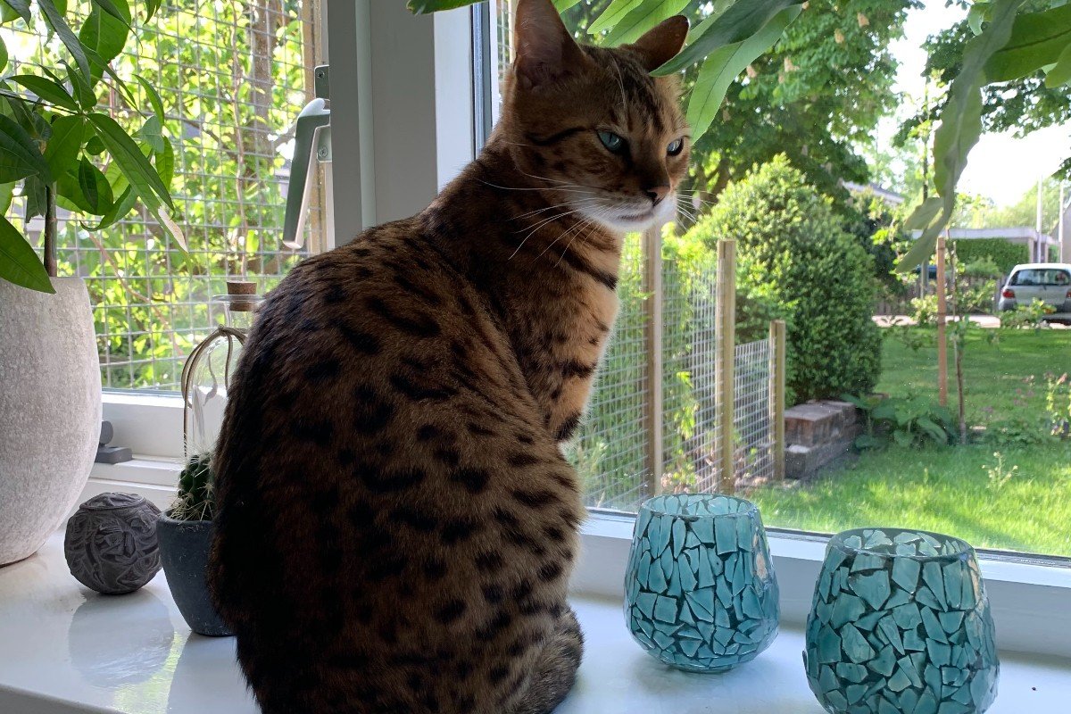 Kira