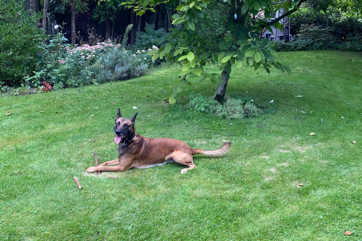 Balou