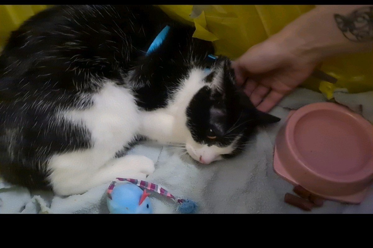 Felix