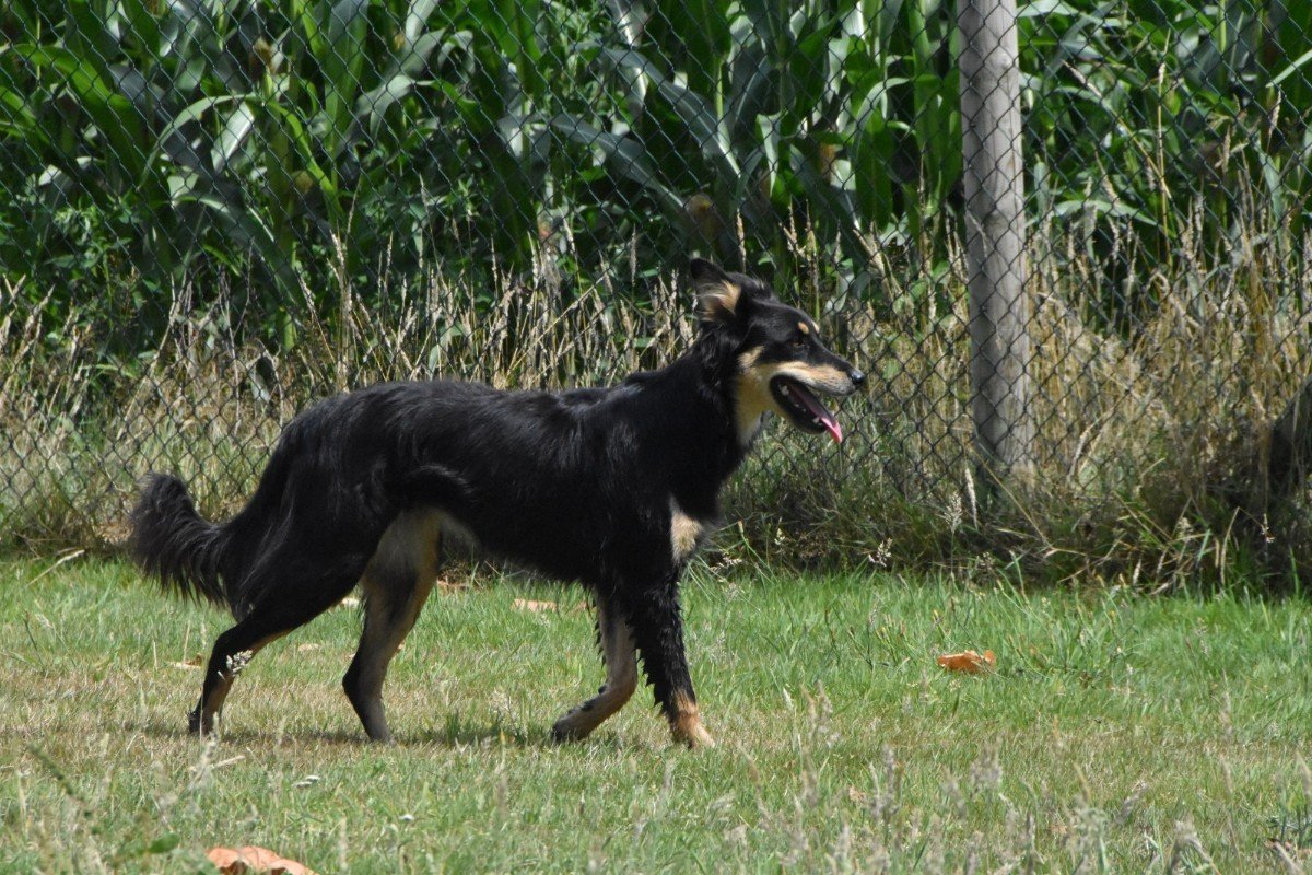 Nalah