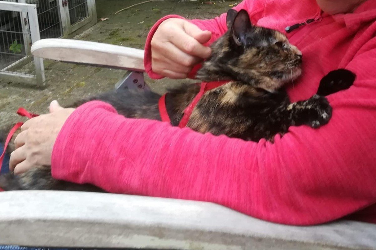 Miepje