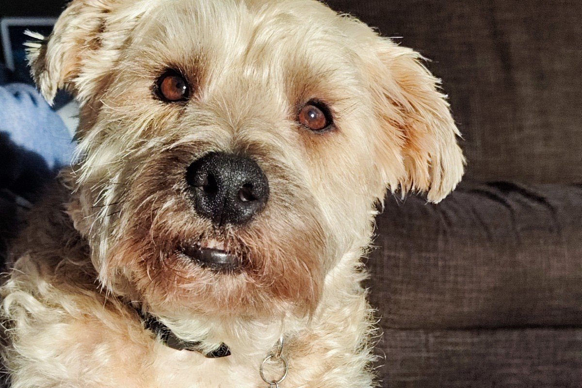 Buddy