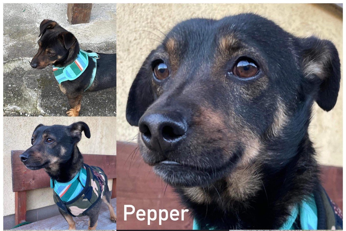 Pepper