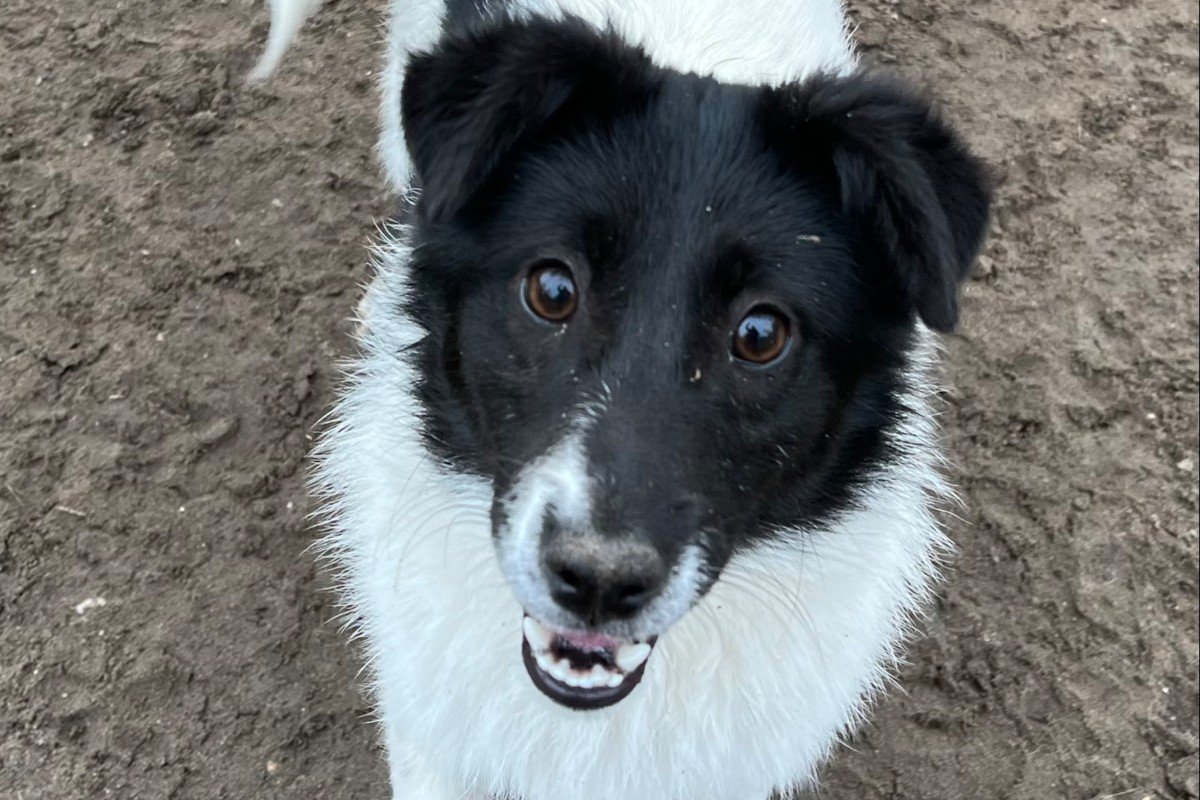 Maya