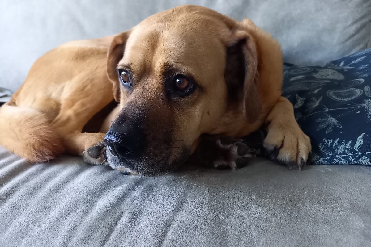 Cara