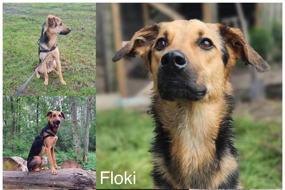 Floki