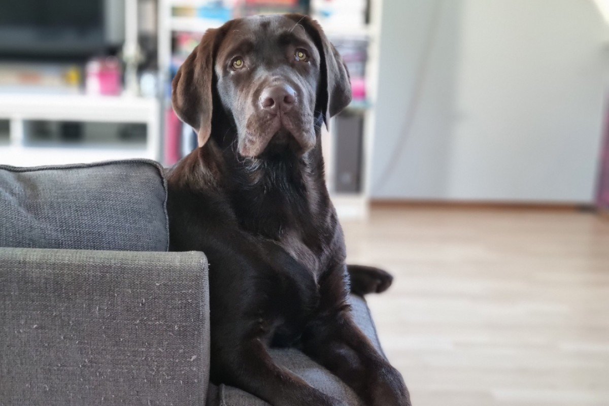 Bruno