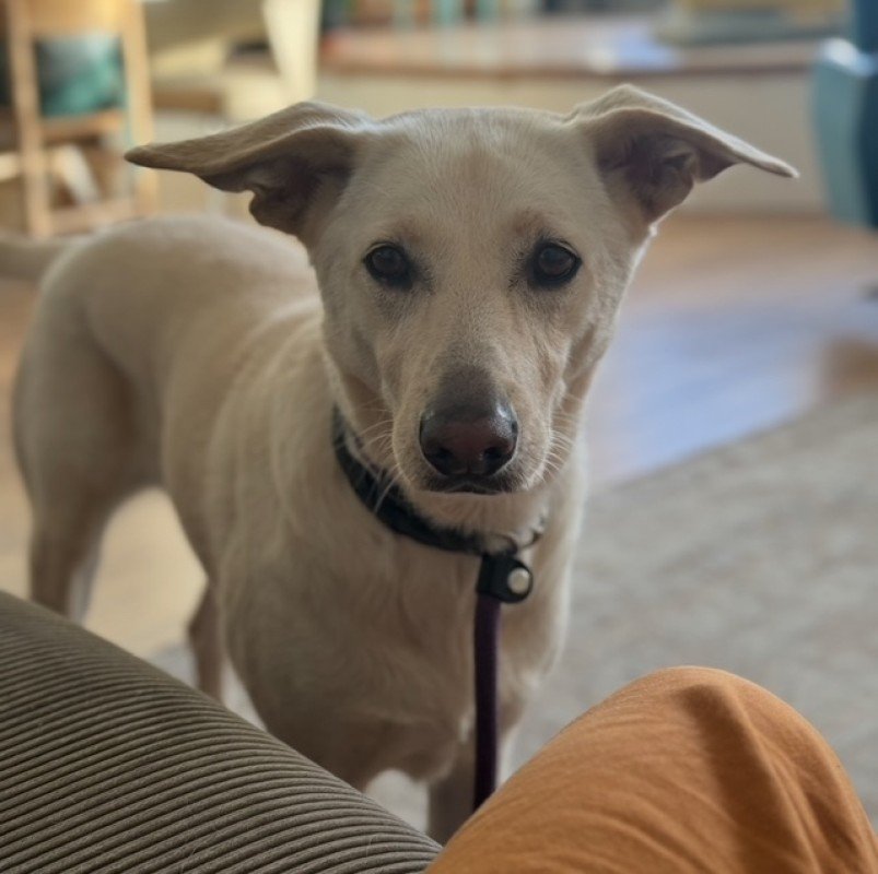 Stella