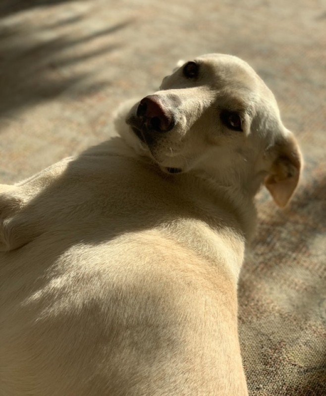 Stella