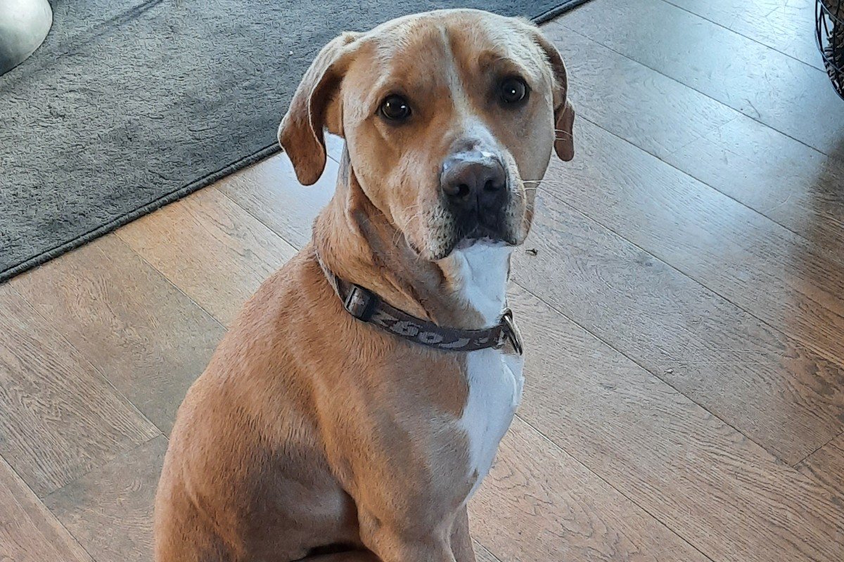 Benji