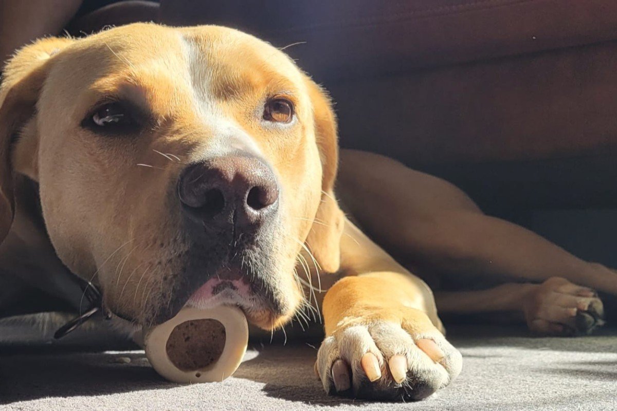 Benji