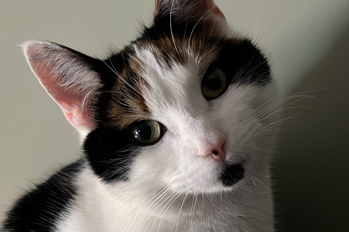 Nala