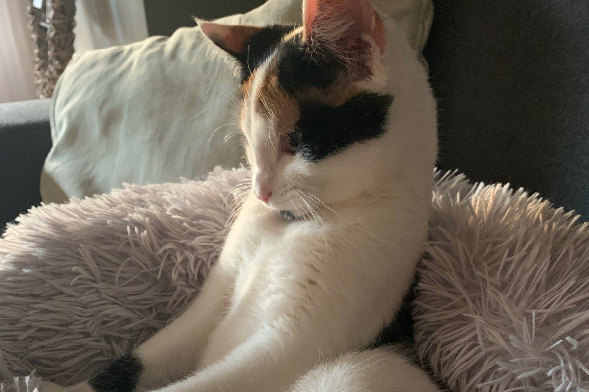 Nala
