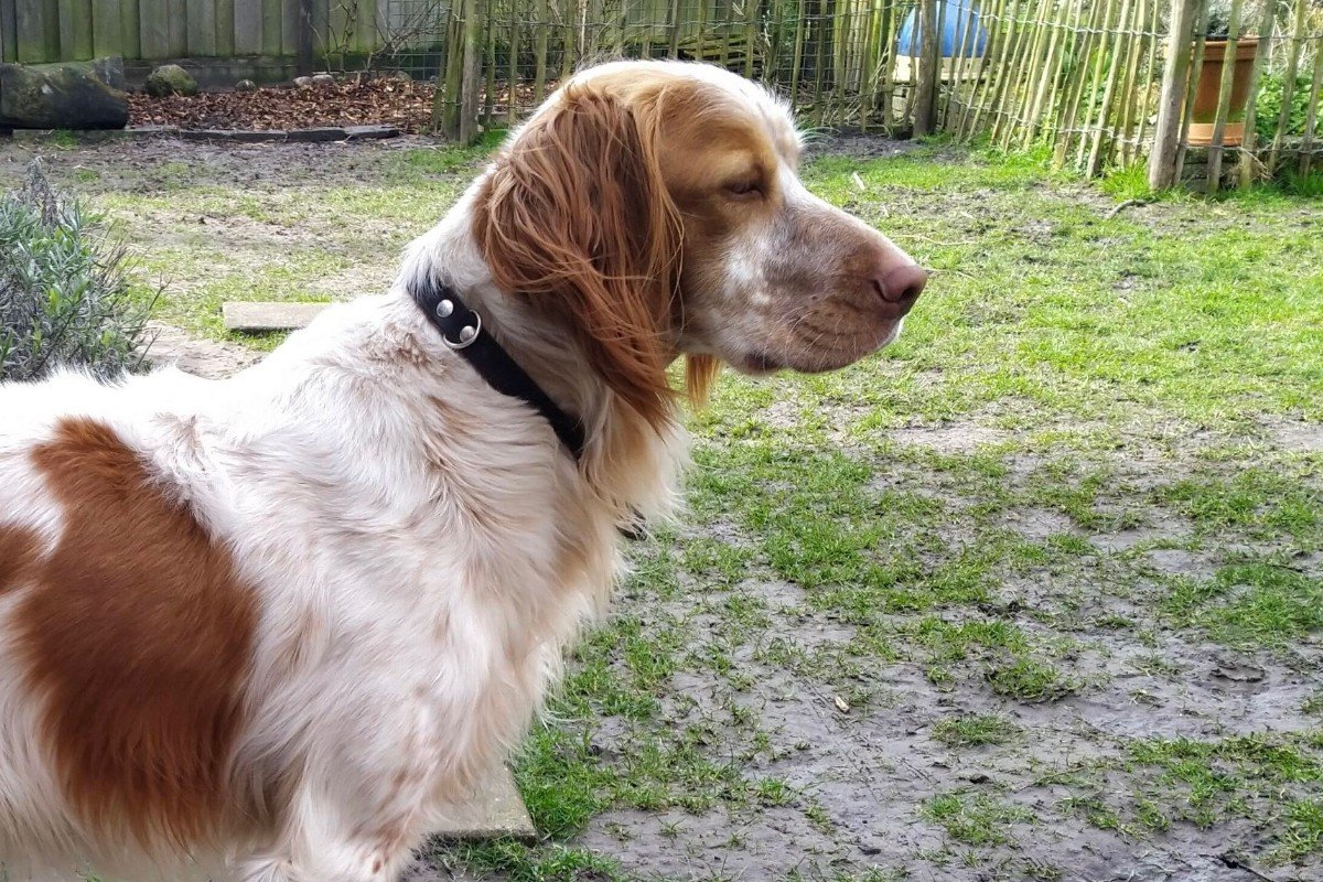 Tygo