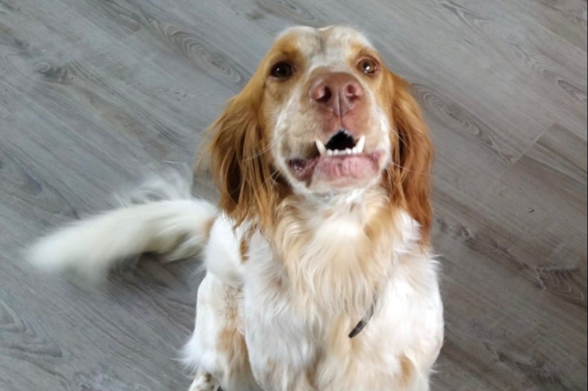 Tygo