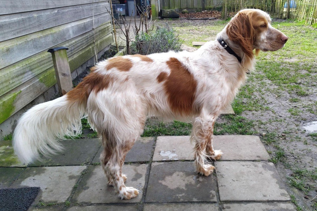 Tygo
