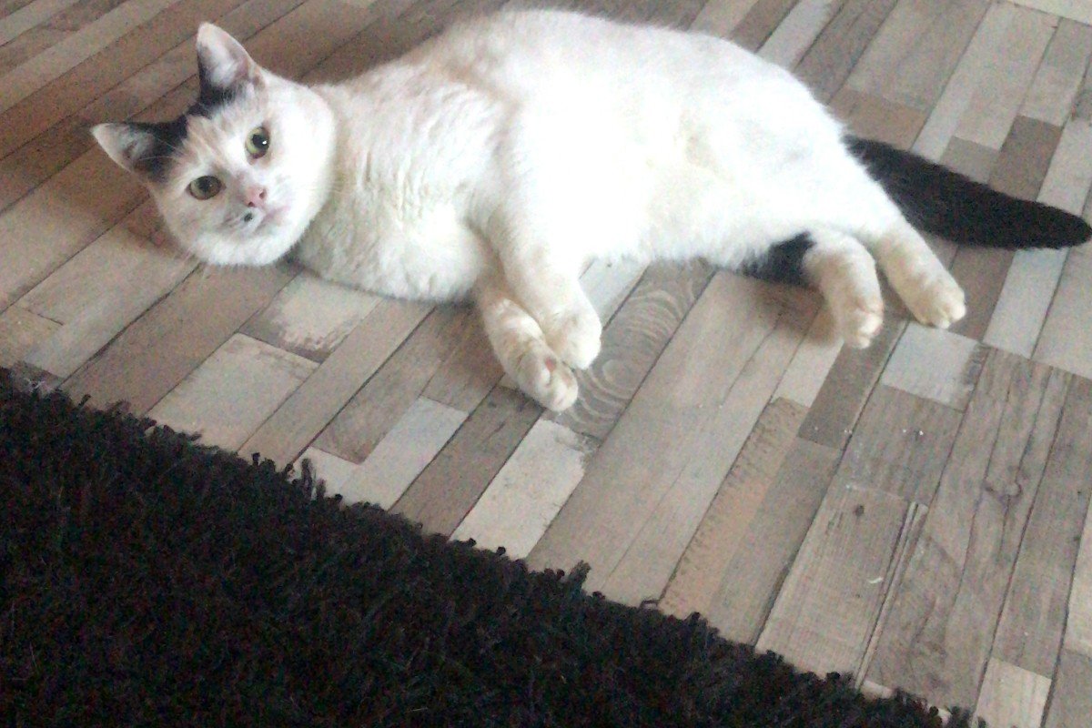 Dotje