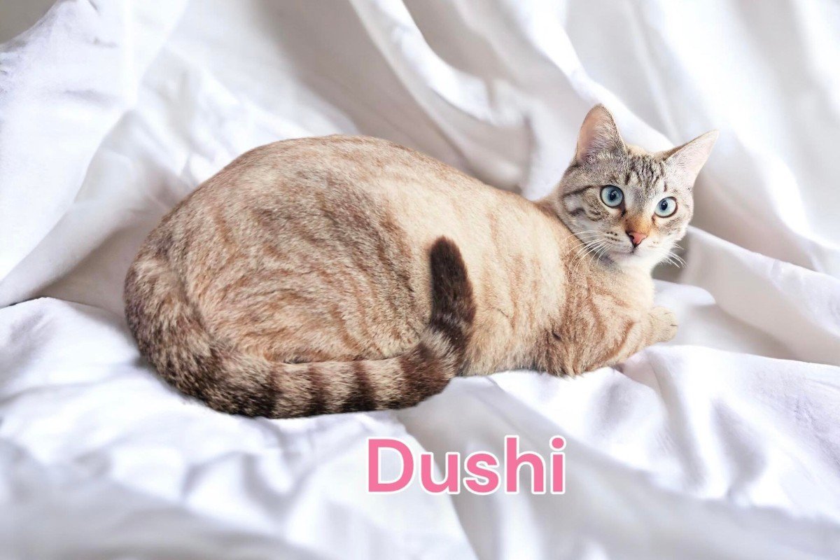 Dushi