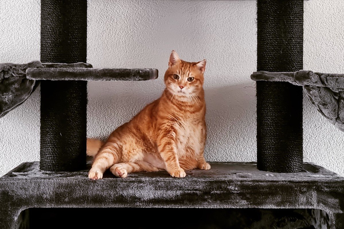 Pip