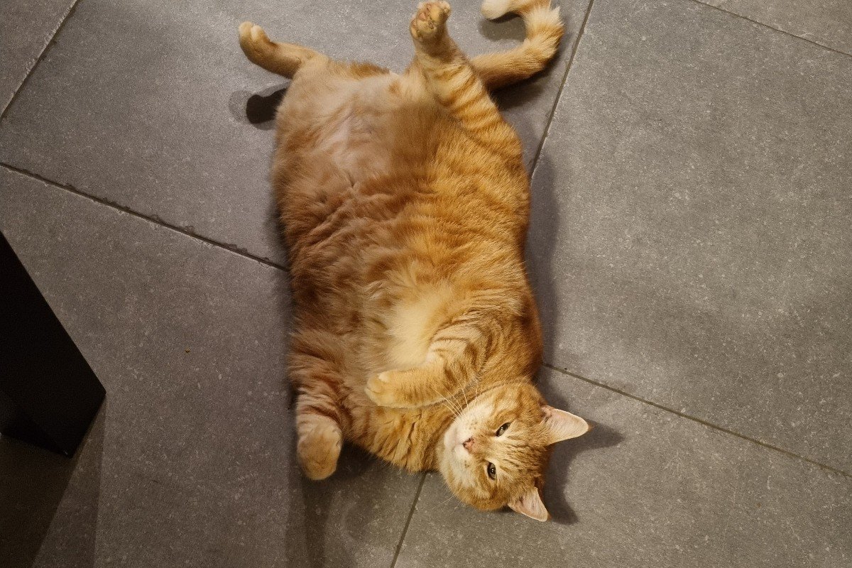 Pip