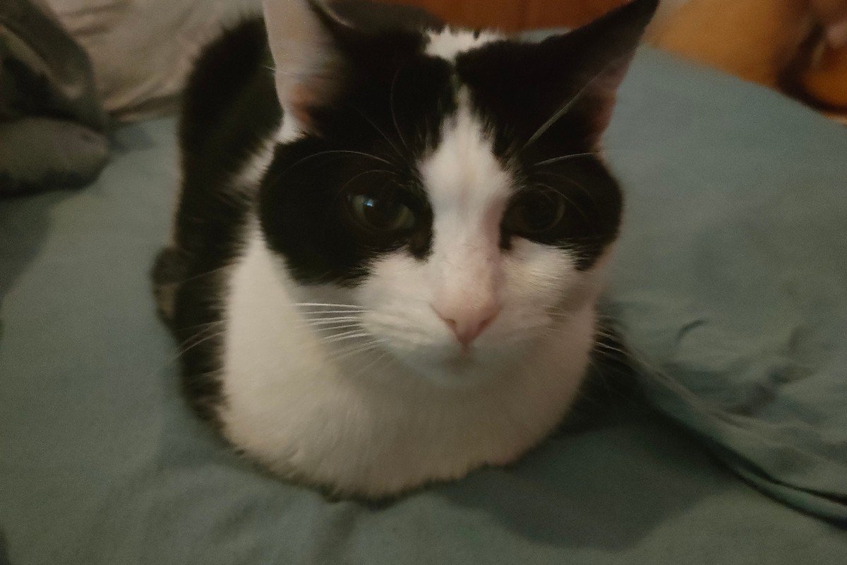 Boris