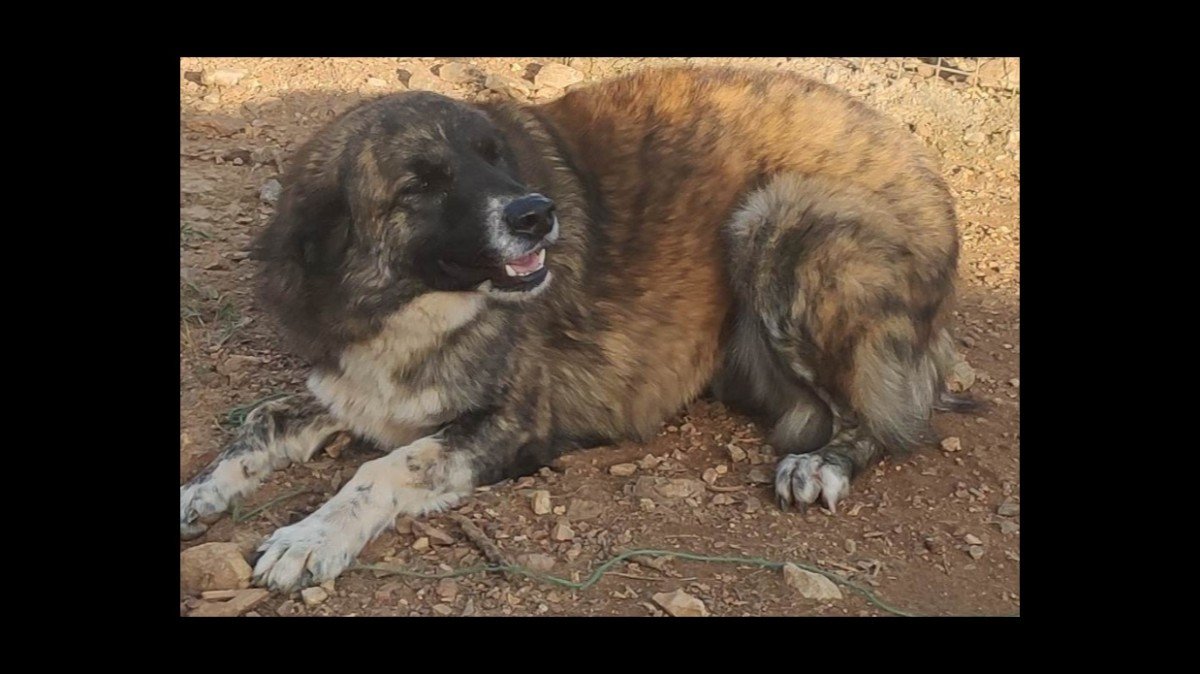 Silvi