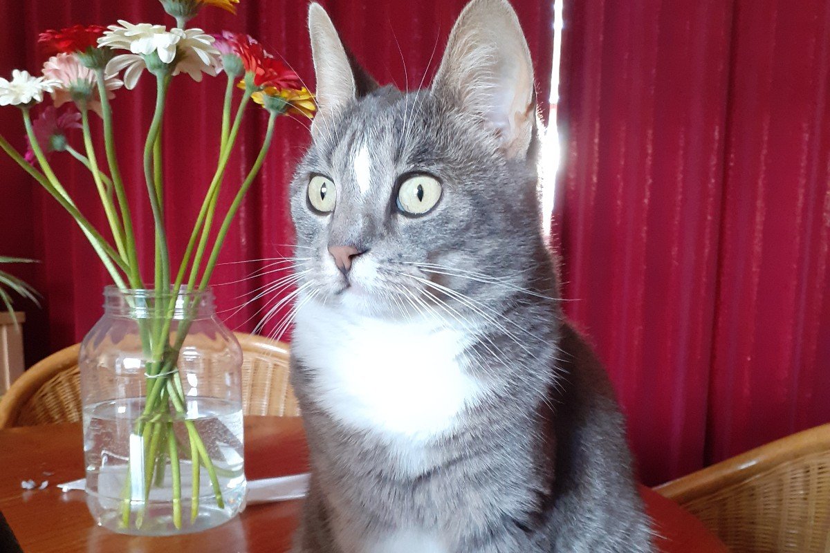 Kaya
