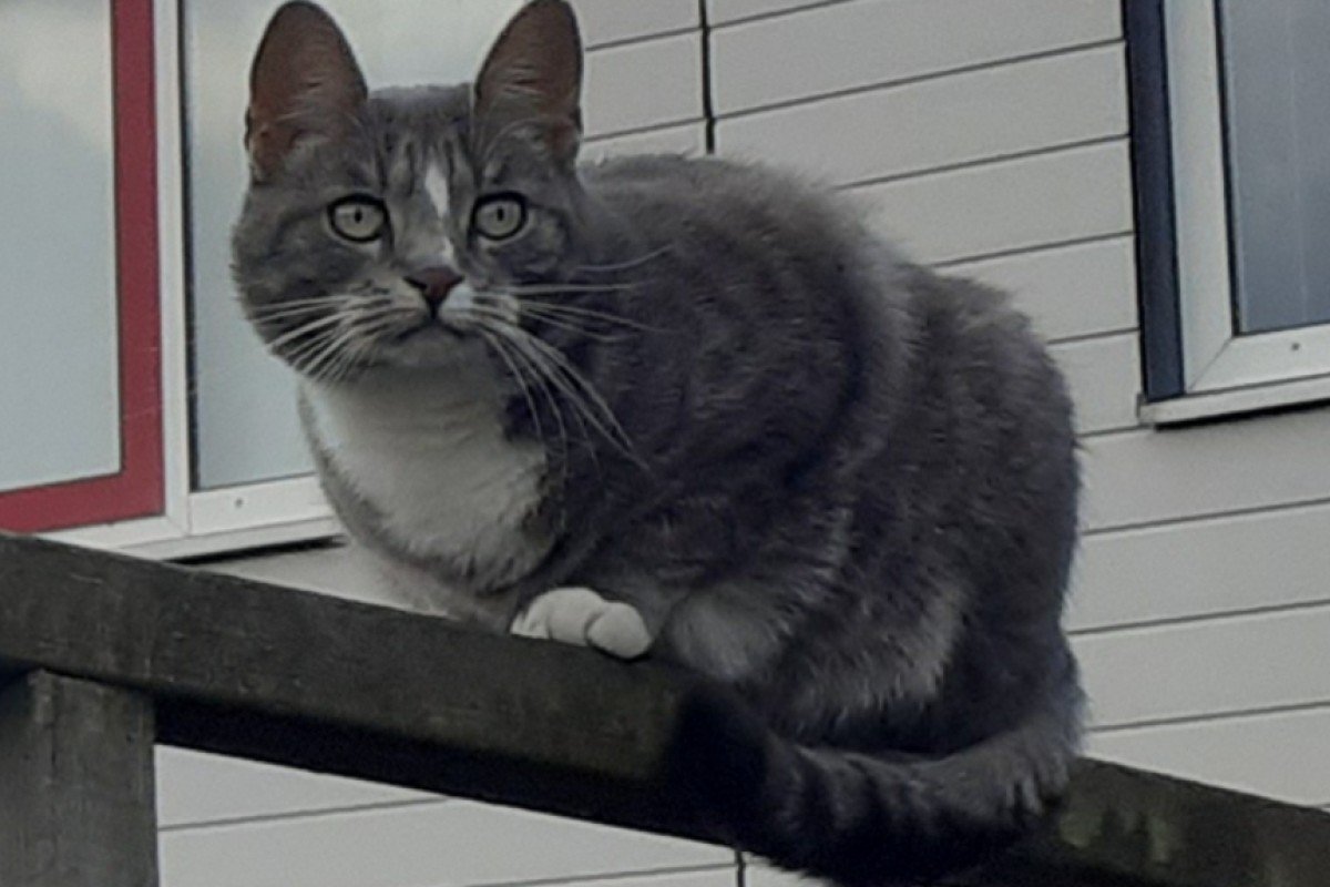 Kaya