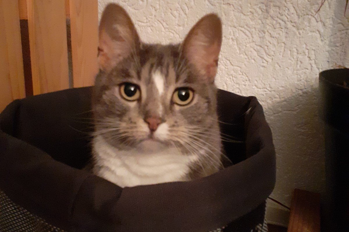 Kaya