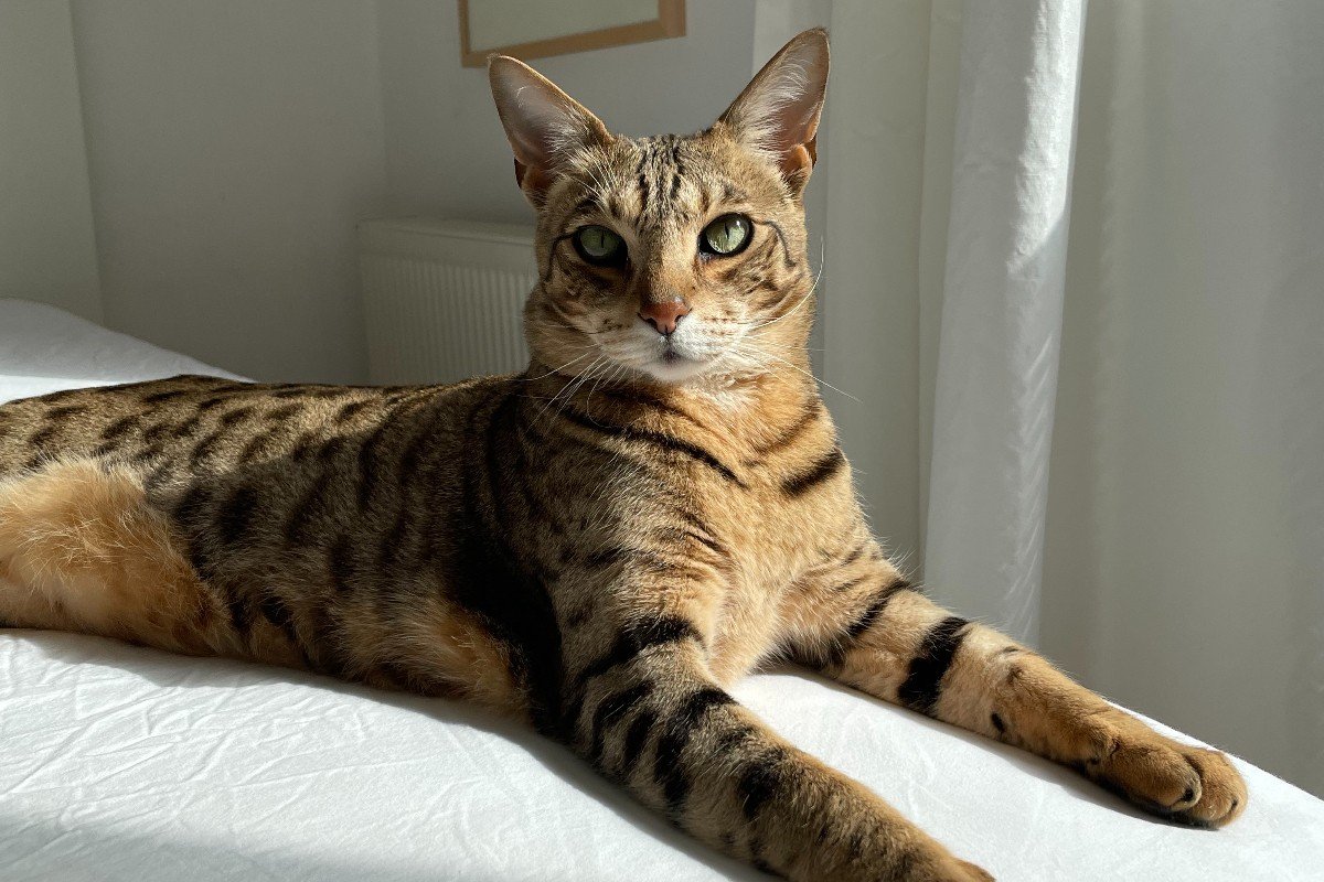 Savannah