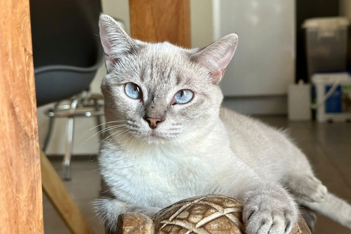 Koko