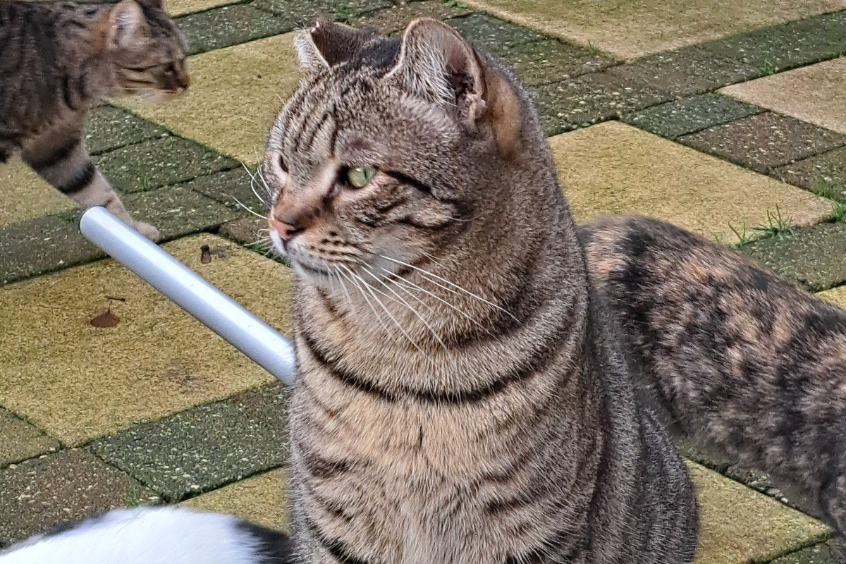 Benji