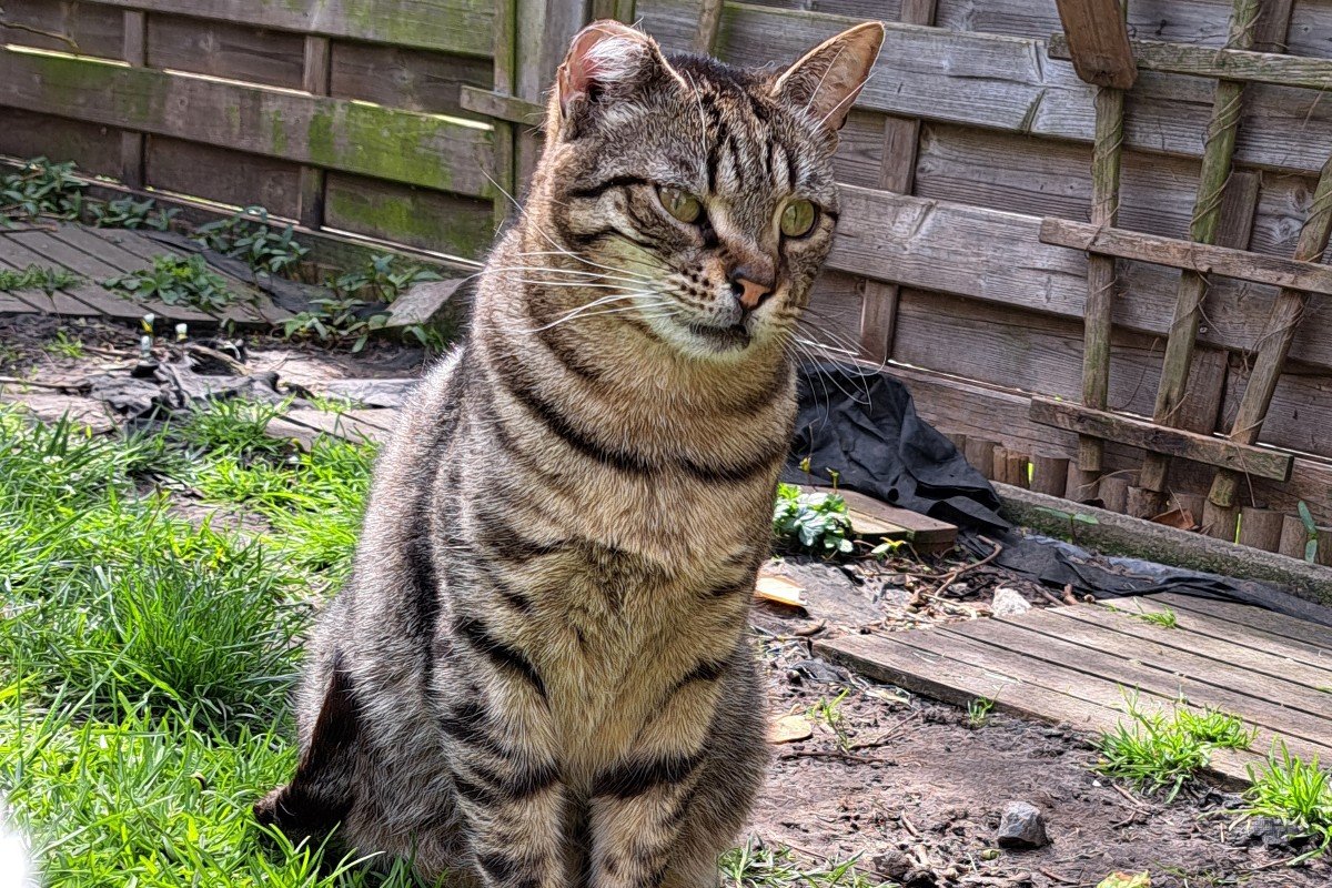 Benji