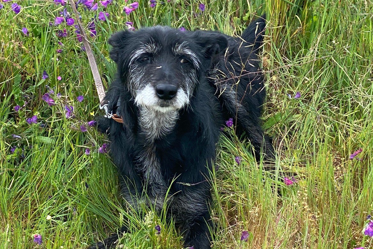 Bandito