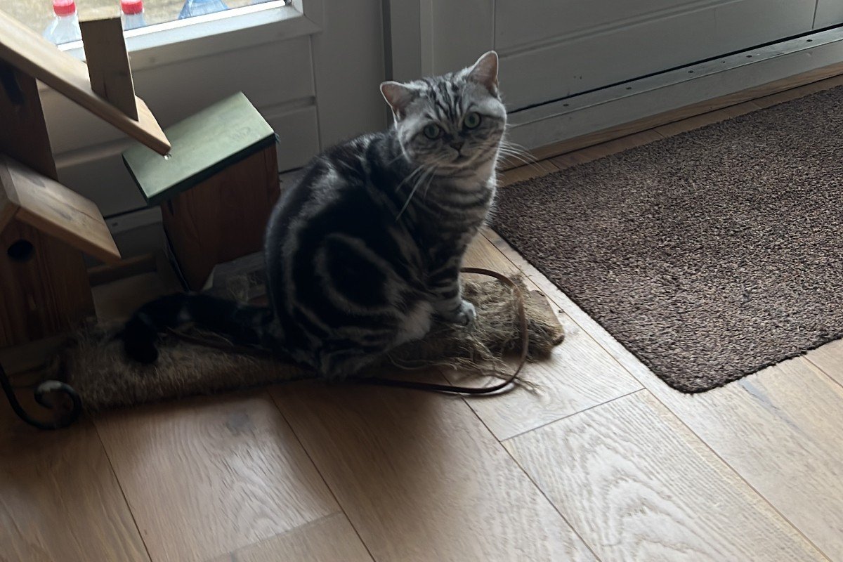 Miss Poes