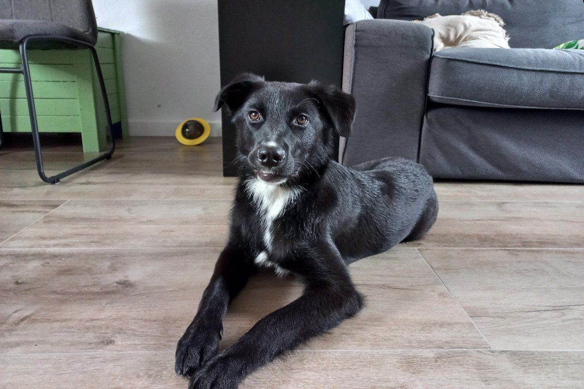 Cosmo