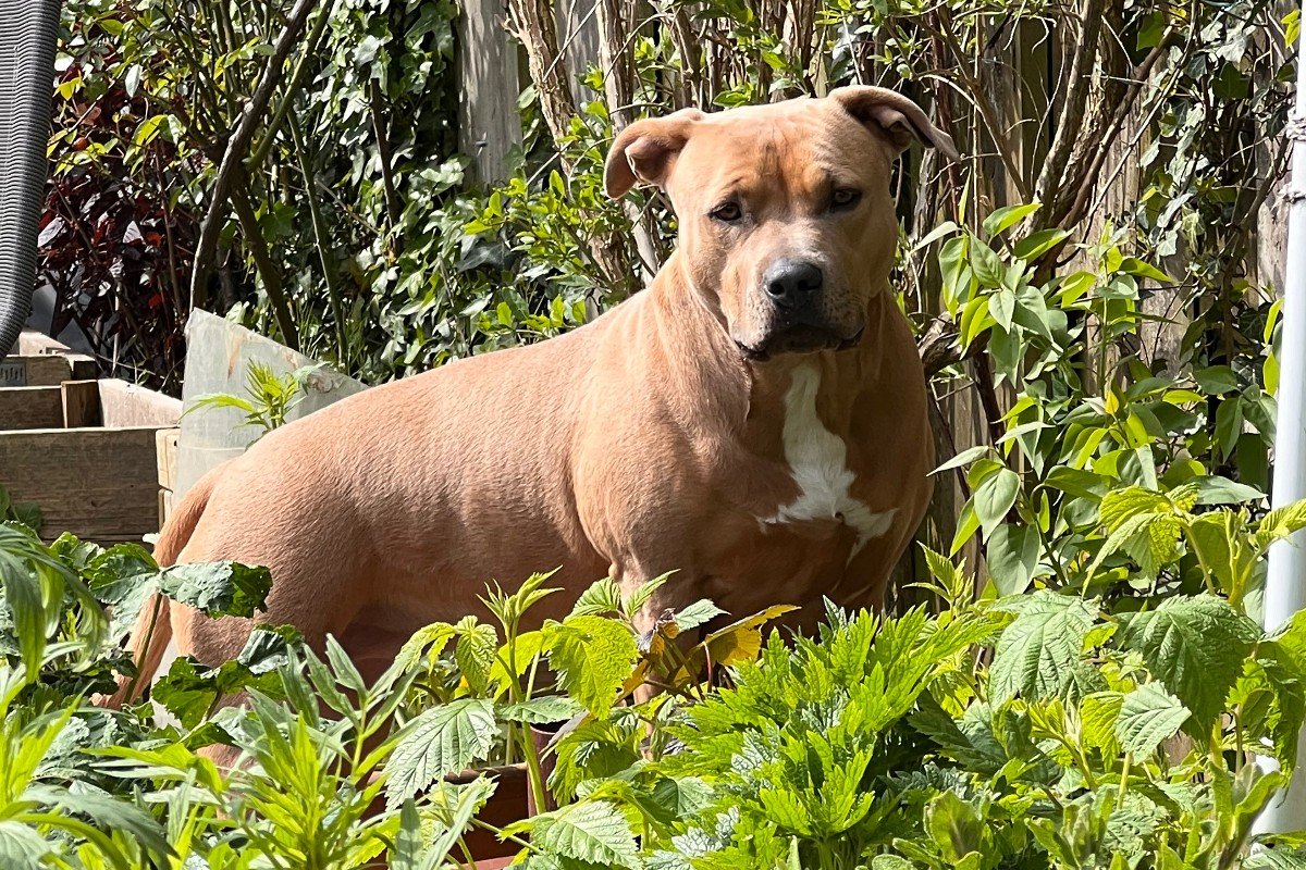 Kona