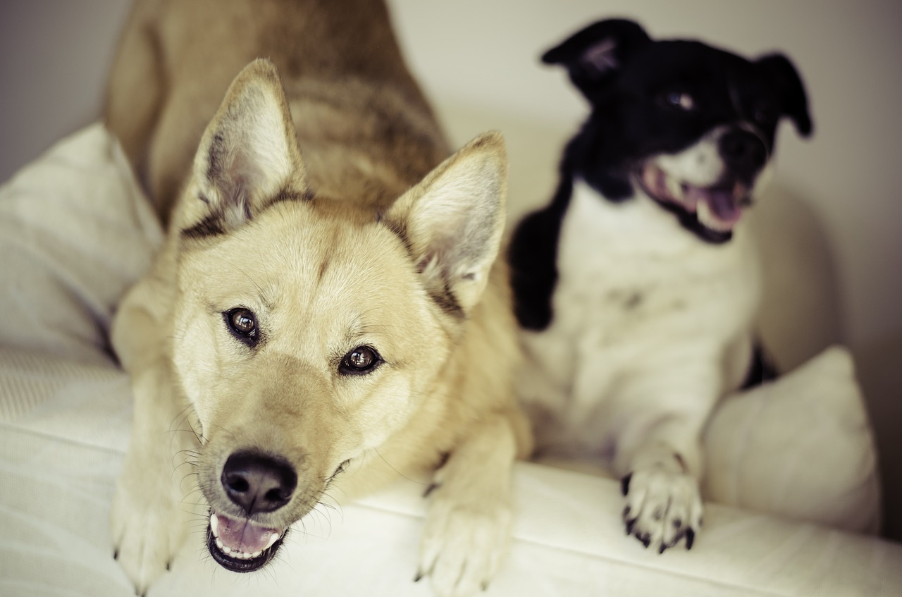 Hoe Introduceer Ik Een Nieuwe Hond Verhuisdieren Nl