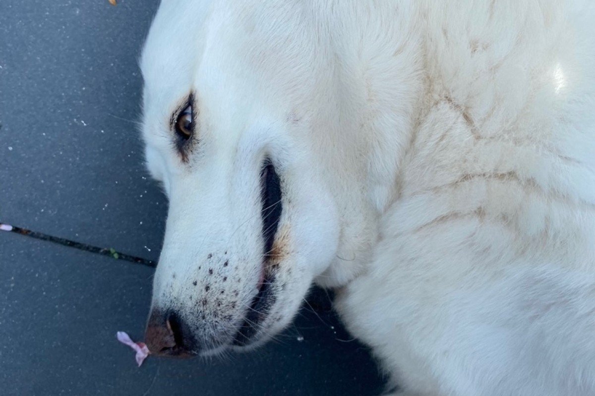 Blanca