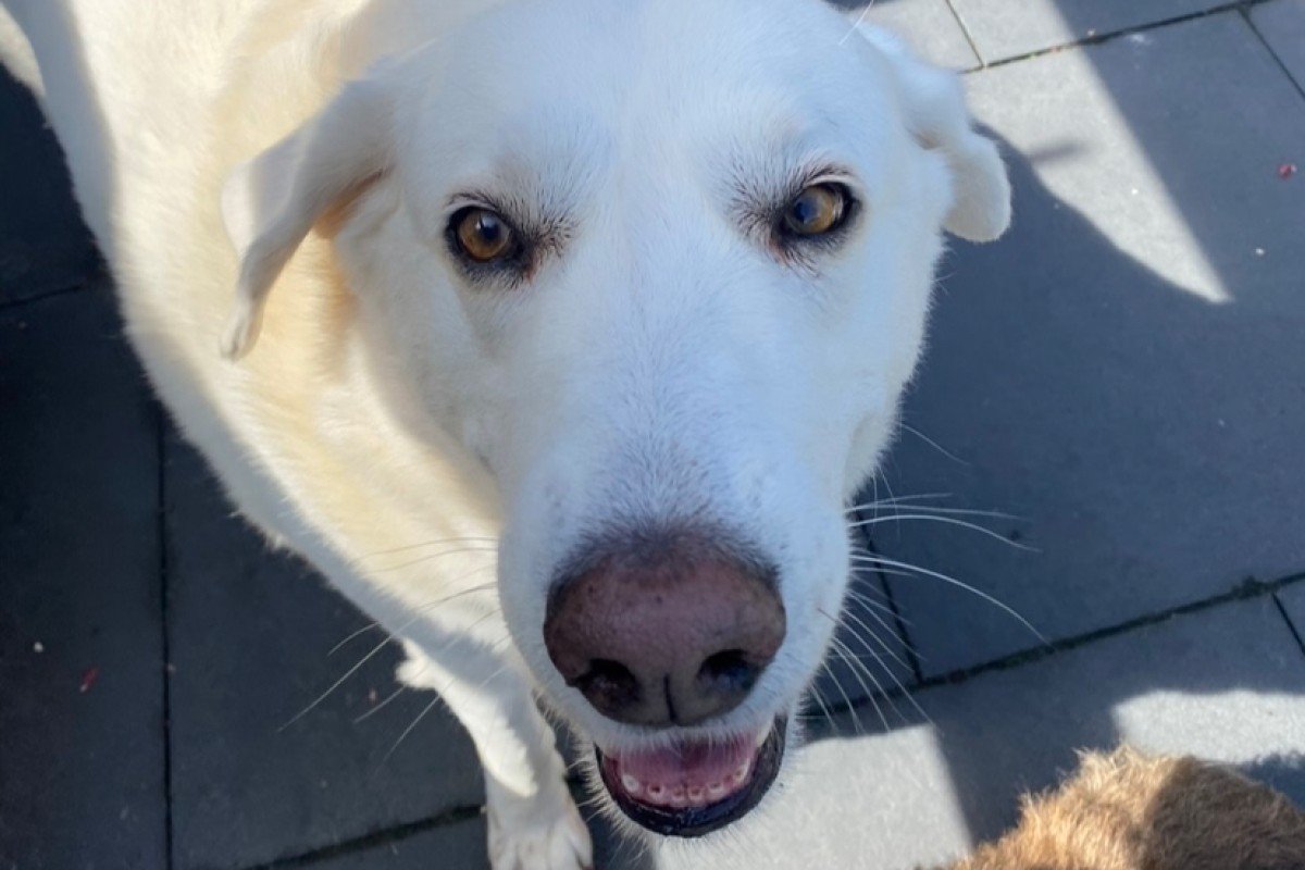 Blanca