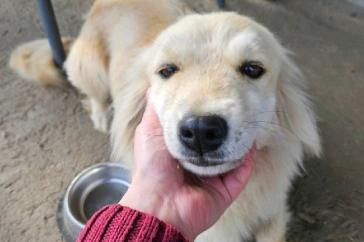Mica