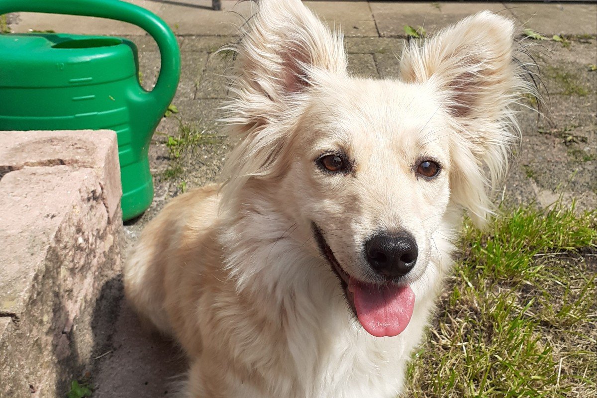 Mica