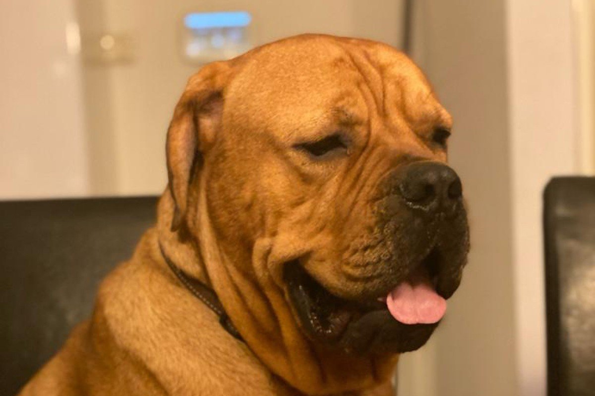 Boerdeaux