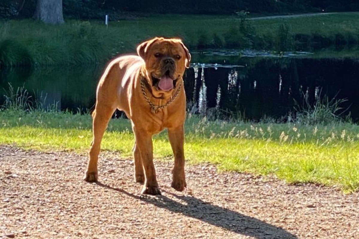 Boerdeaux